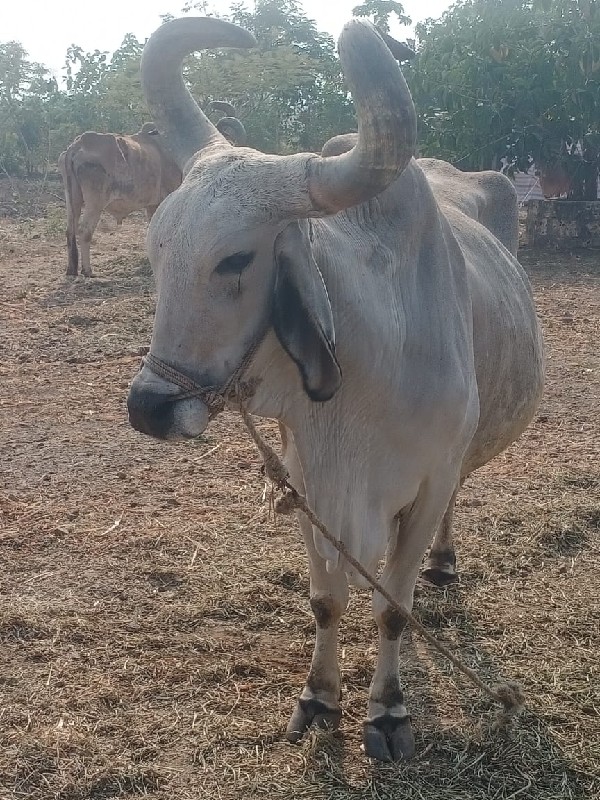 બળદ વેચવાનો છે