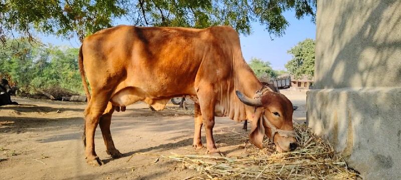 ગાય વેચવાની છે