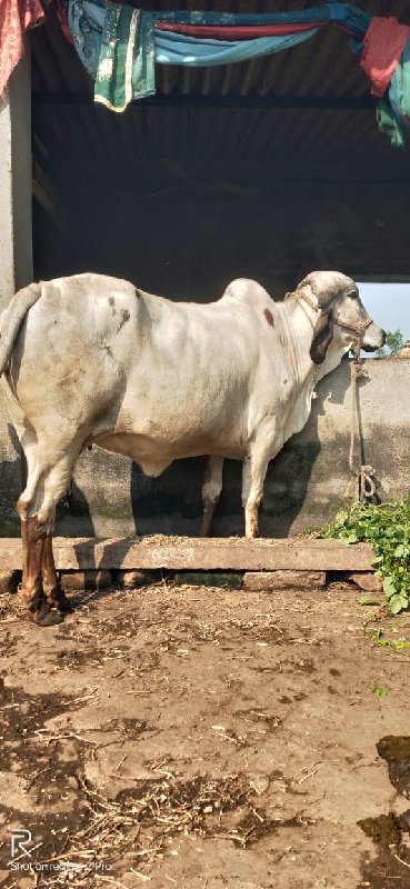 બે ગાય વેચવાની...