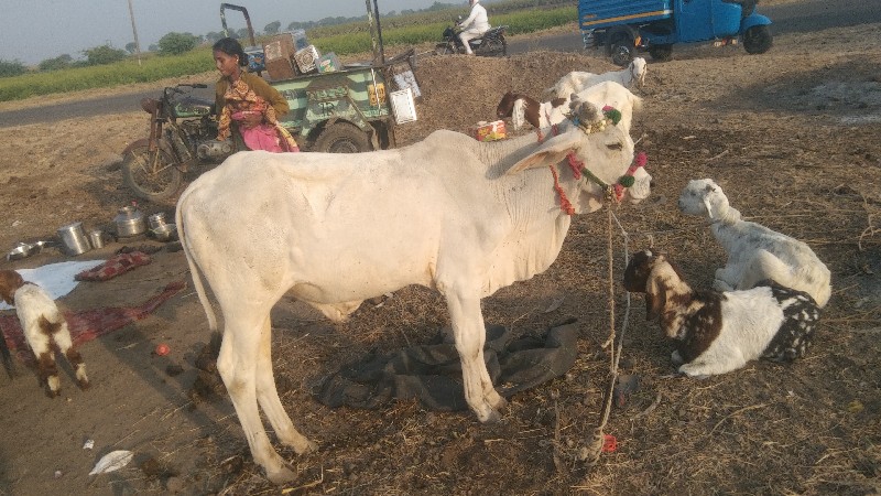 વાછડો વેચવાનો છ...