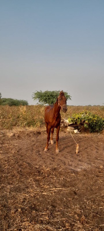 ઘોડો gaju 60