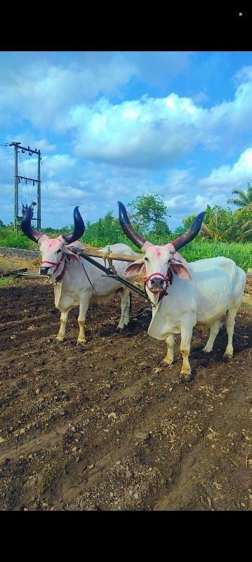 બર્ધુ વેચવાના છ...