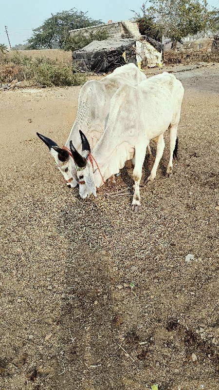 વાંસડા.વેસવાનાછ...