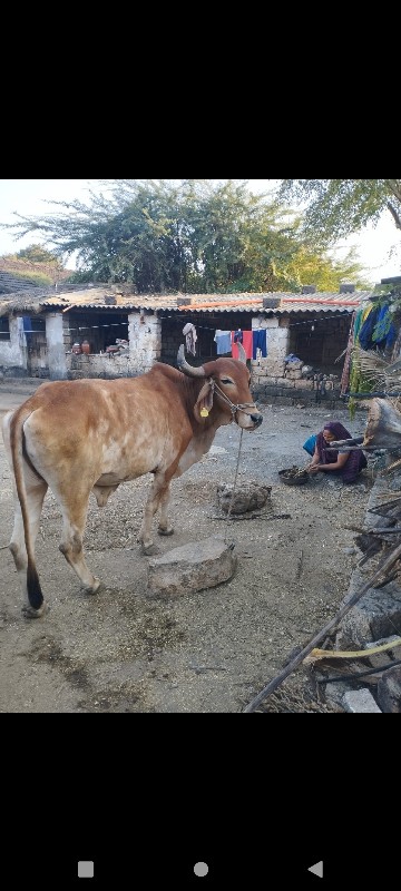 બળદ વેચવાનો છે