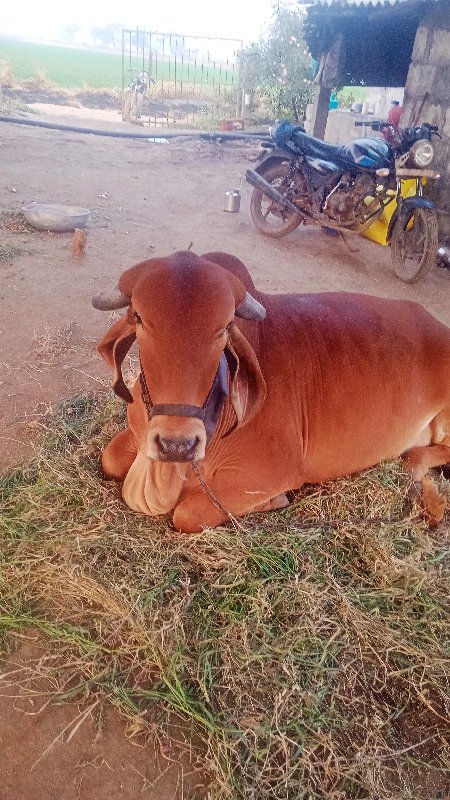 ગાય