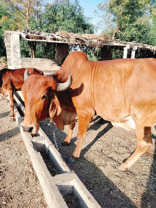 ગાય વેચવાની છે