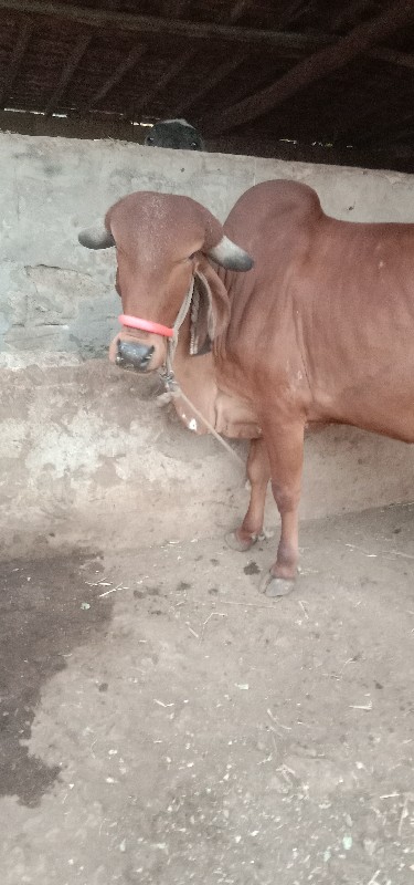 પેલુ વેતર ગીર ગ...