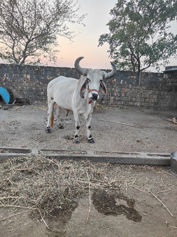 બળદ વેચવાના છે