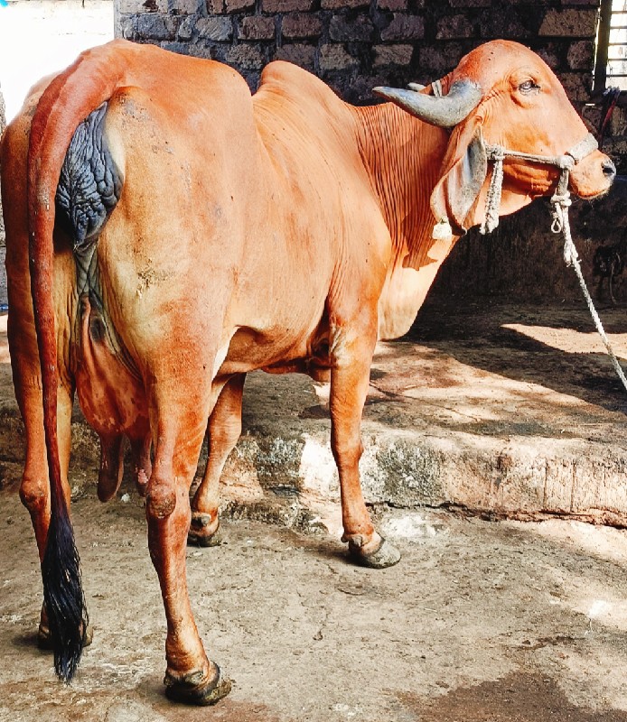 ગીર ગાય વેસવાની...