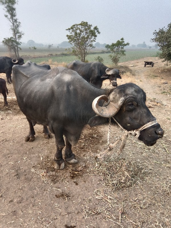 ભેંશ વેચવાની છે