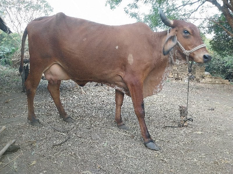 ગાય વેચવાની છે