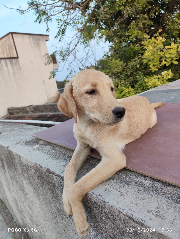 Labrador female