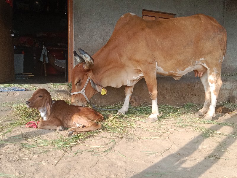 આ ગાય વેચવાની છ...