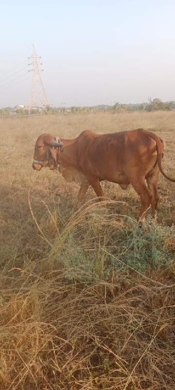 ગીર હોળકી સાવ સ...