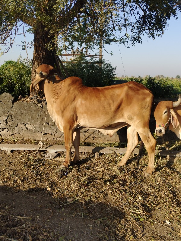 બળદ દેશી