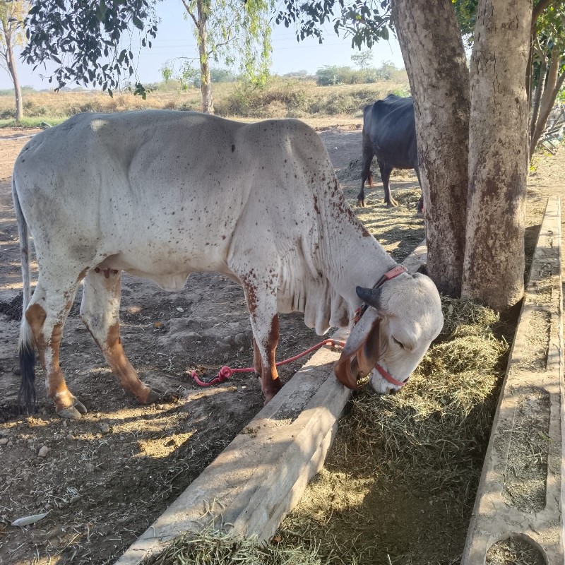 હોળકી લેવા માટે...