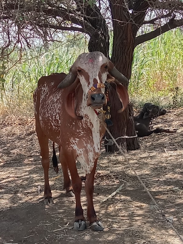 રાહૂલ ડાંગર