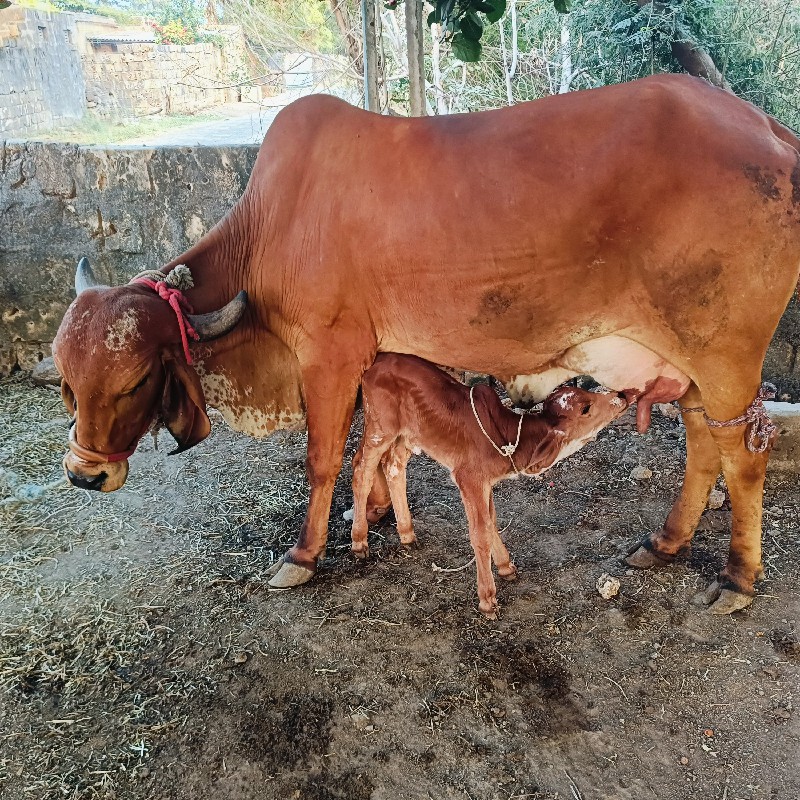 ગીર ગાય વેચવાની...