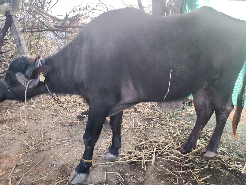 ખડેલી વેચવાની છ...