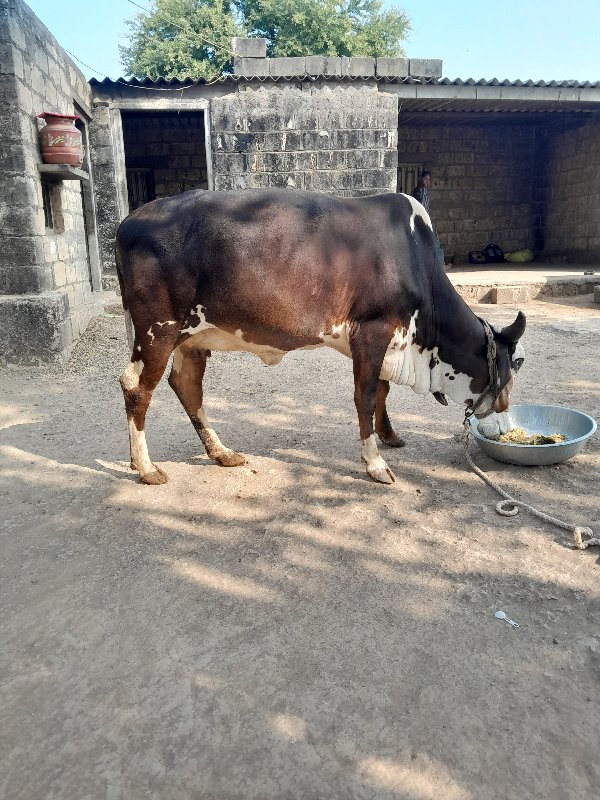 હોડકી વિશ્વની શ...