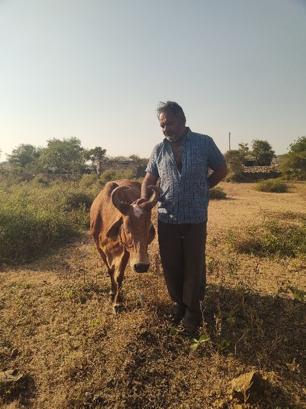 ગાય બેસવાની છે