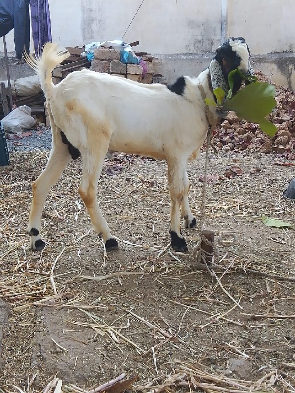 બકરો  વેચવાનોછે...