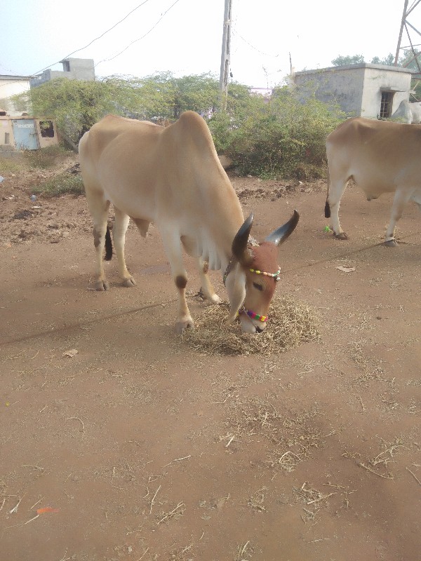 શિવ સાહેબ