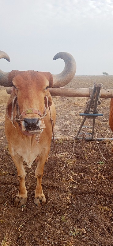 બરધ વેસવાના સે