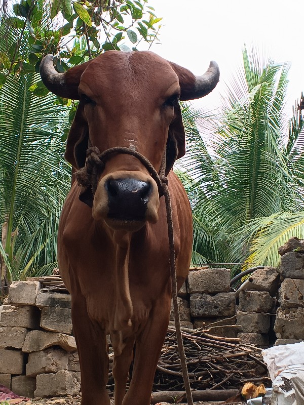 વાસળિ