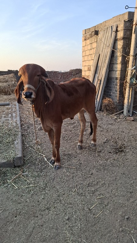 ગીર હોડકુ વેસવા...