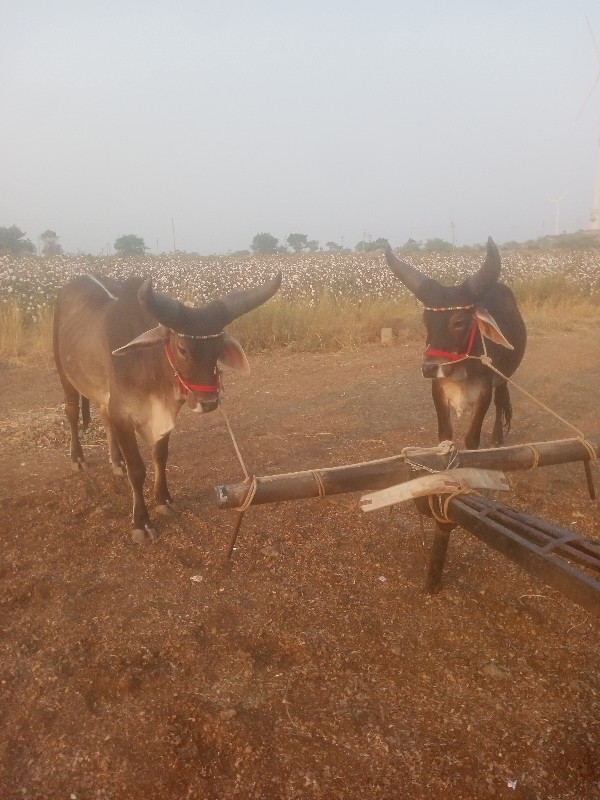 સાવ સોજા