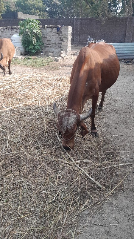 ગાય વેચવાની છે