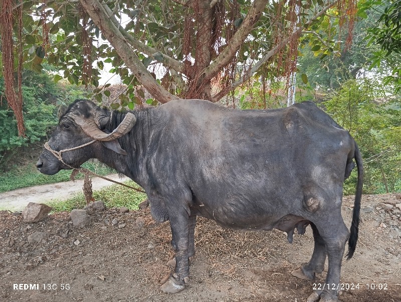 ભેંસ