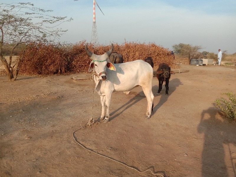 ગોઢલા વેચવાના છ...