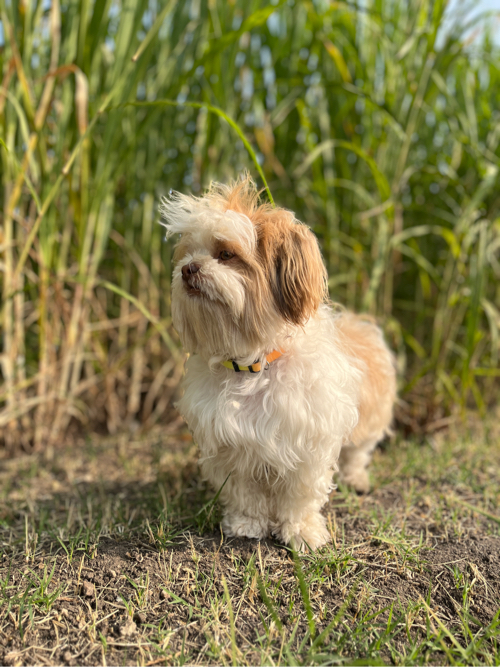 Shihtzu Female