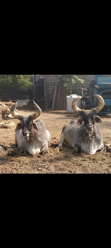 બળદ વેસવા ના સે