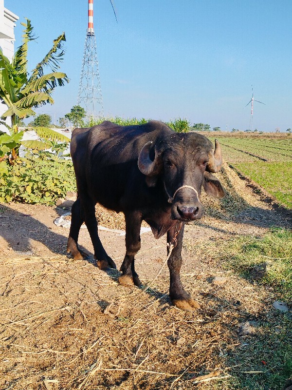 ખળેલી વેચવાની છ...