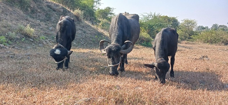 ભેસ તથા પાડા વે...