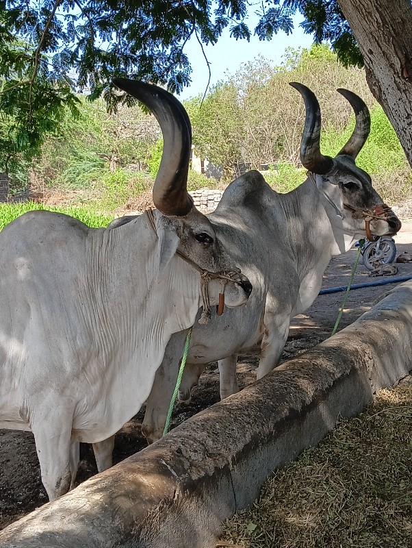 બરદ