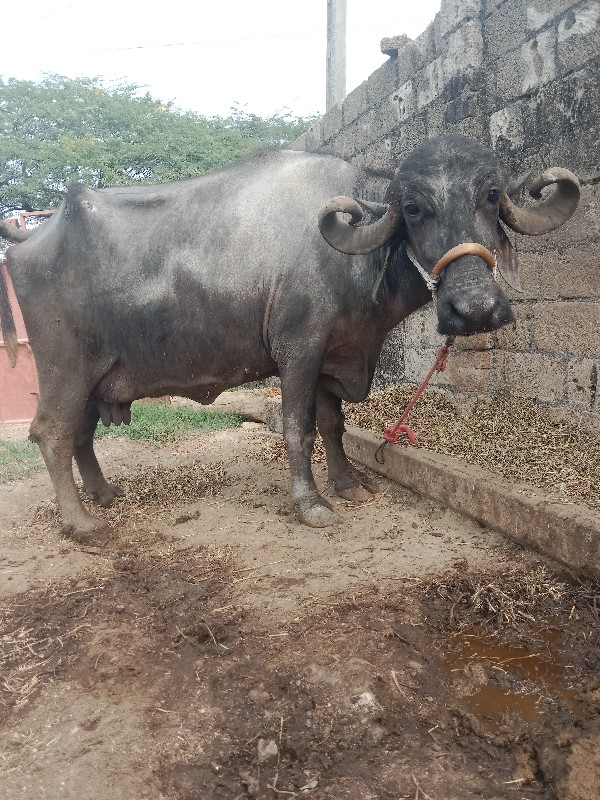 ભેંસ વેચવાની છે