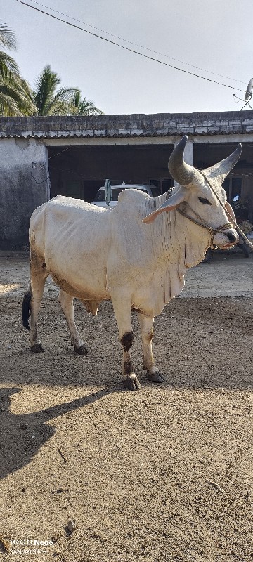 ગોઢલો વેચવાનો છ...