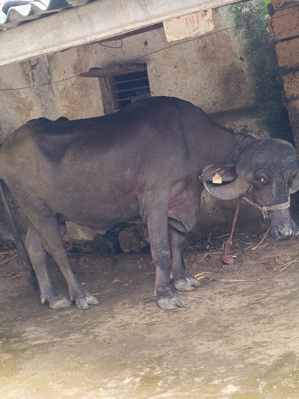 ભેસ વેસવાની સે