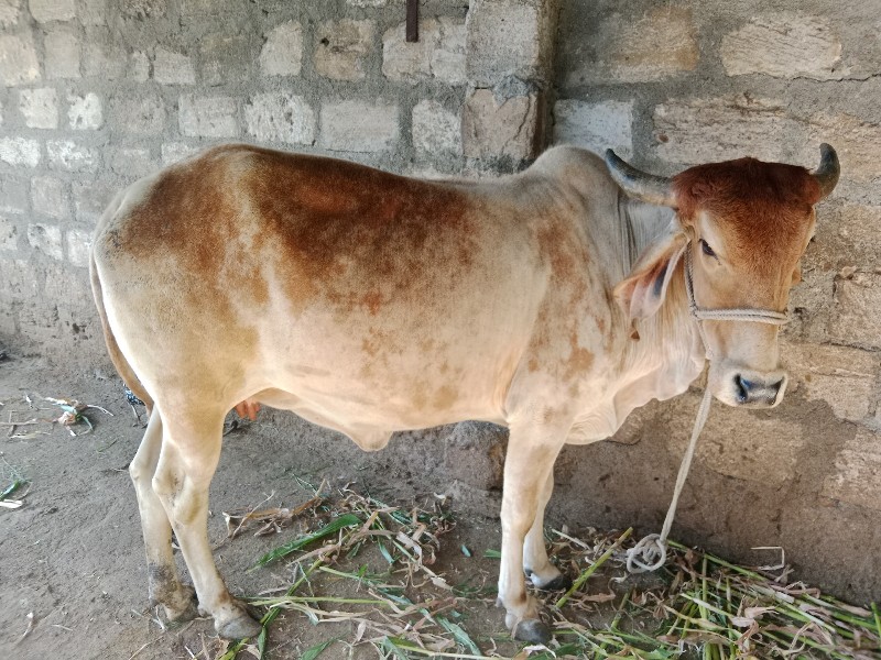 બે ઓળખી વેચવાની...