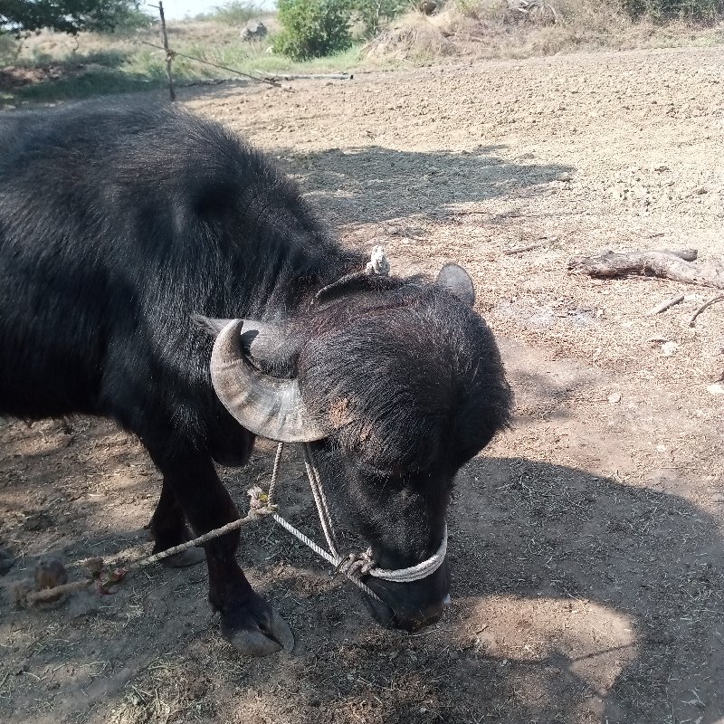 પેલવેતરી ખળેલી...