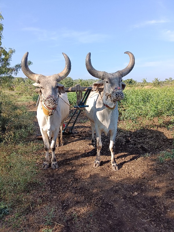 બળદ વેચવાના છે