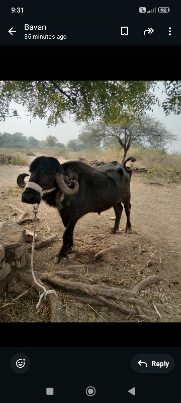 પાડો વેસવાનોછે