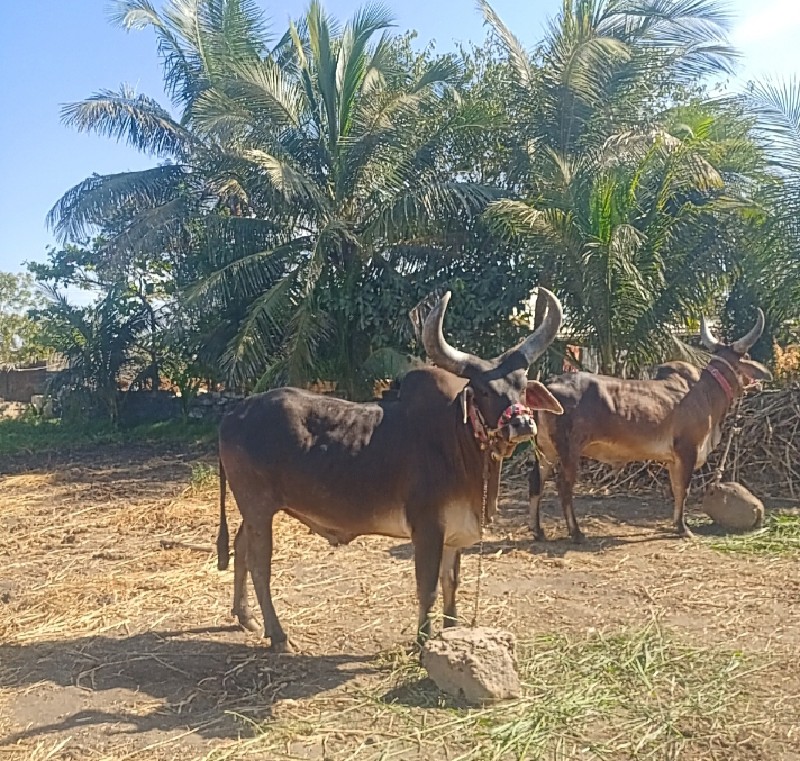 ગોઢલા વેચવાના છ...