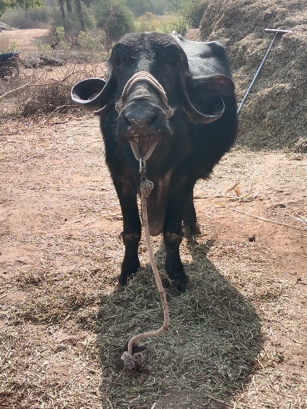 ભેંસ વેચવાની છે