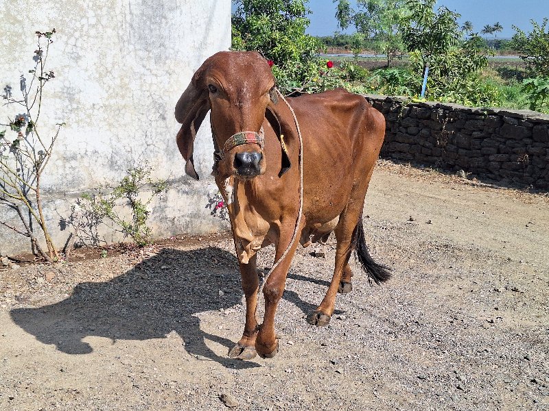 ગીર ગાય