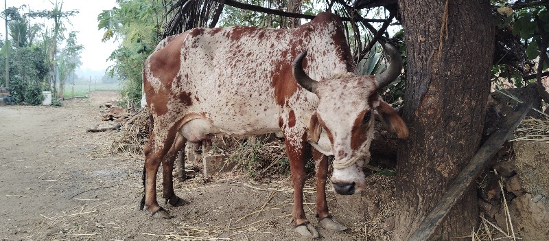 કેતન જી જોરા